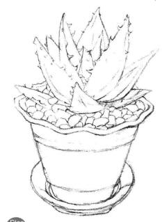 小盆栽芦荟素描画法步骤03