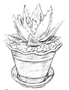 小盆栽芦荟素描画法步骤04
