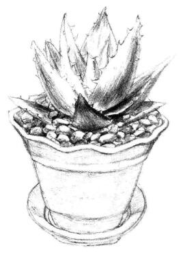 小盆栽芦荟素描画法步骤06