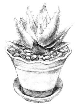 小盆栽芦荟素描画法步骤07