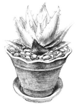 小盆栽芦荟素描画法步骤08