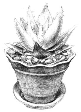 小盆栽芦荟素描画法步骤09
