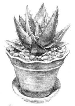 小盆栽芦荟素描画法步骤11