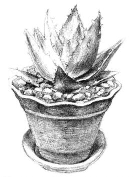 小盆栽芦荟素描画法步骤10