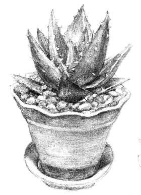小盆栽芦荟素描画法步骤12