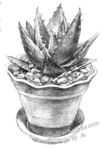 小盆栽芦荟素描画法步骤13