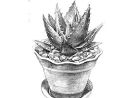 芦荟素描画法