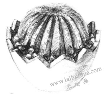 小盆栽仙人球素描画法步骤08
