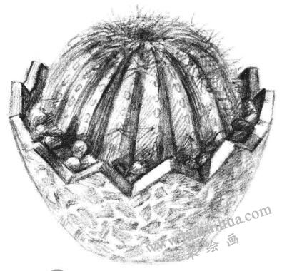 小盆栽仙人球素描画法步骤10