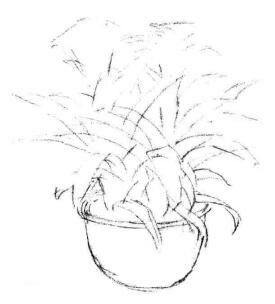 小盆栽凤梨花素描画法步骤02