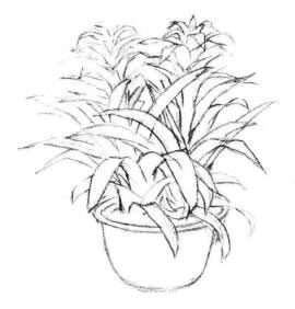 小盆栽凤梨花素描画法步骤03