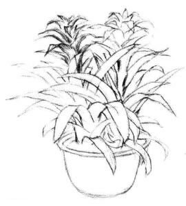 小盆栽凤梨花素描画法步骤04