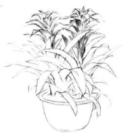 小盆栽凤梨花素描画法步骤05