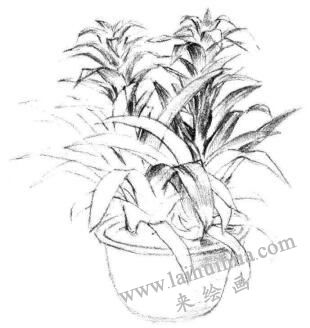 小盆栽凤梨花素描画法步骤06