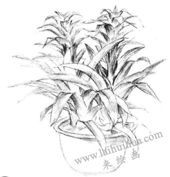 小盆栽凤梨花素描画法步骤07