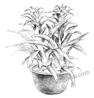 小盆栽凤梨花素描画法步骤08