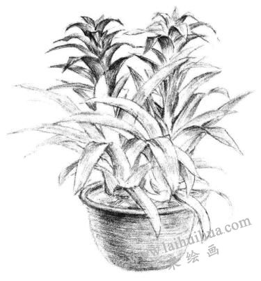 小盆栽凤梨花素描画法步骤09