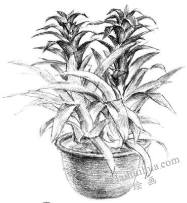 小盆栽凤梨花素描画法步骤10