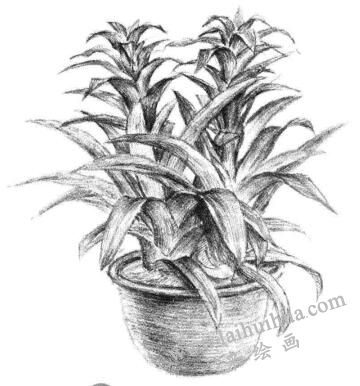 小盆栽凤梨花素描画法步骤13
