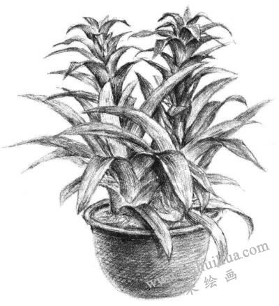 小盆栽凤梨花素描画法步骤13