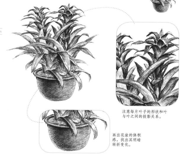 凤梨花素描画法