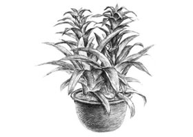 凤梨花素描画法