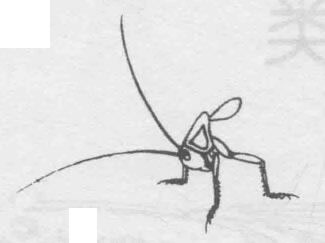 白描蝈蝈（蛐蛐）的画法步骤与技巧02