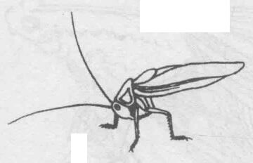 白描蝈蝈（蛐蛐）的画法步骤与技巧03