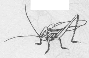 白描蝈蝈（蛐蛐）的画法步骤与技巧04