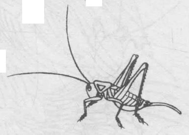 白描蝈蝈（蛐蛐）的画法步骤与技巧08