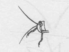 白描蝗虫的画法步骤与技巧01
