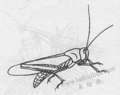 白描蝗虫的画法步骤与技巧09