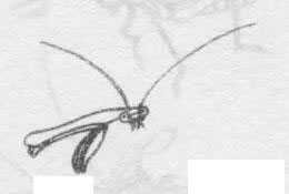 白描螳螂的画法动态步骤与技巧02
