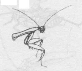 白描螳螂的画法动态步骤与技巧03