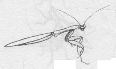 白描螳螂的画法动态步骤与技巧04