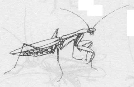 白描螳螂的画法动态步骤与技巧05