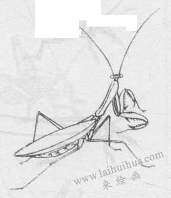白描螳螂的画法动态步骤与技巧07