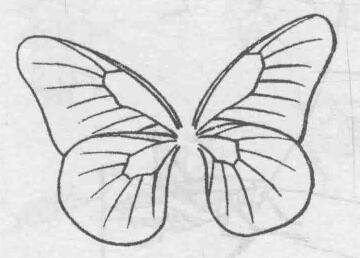 白描蝴蝶的画法步骤与技巧03