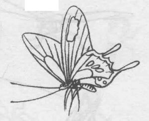 白描蝴蝶的画法步骤与技巧07