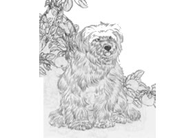 狗的白描作品图片