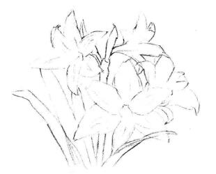 朱顶红素描画法步骤02