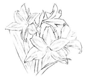 朱顶红素描画法步骤03