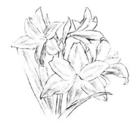 朱顶红素描画法步骤04