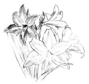 朱顶红素描画法步骤05