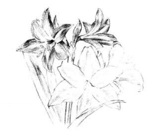 朱顶红素描画法步骤06