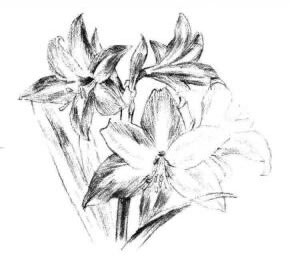 朱顶红素描画法步骤07