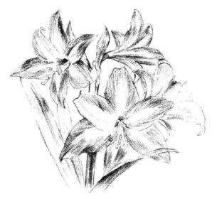 朱顶红素描画法步骤08