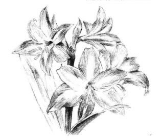 朱顶红素描画法步骤09