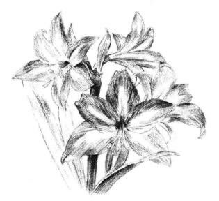朱顶红素描画法步骤10