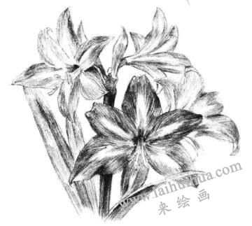 朱顶红素描画法步骤12